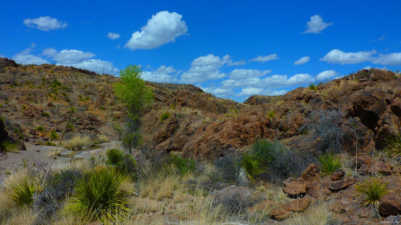 [Big Bend Ranch State park_091[3].jpg]