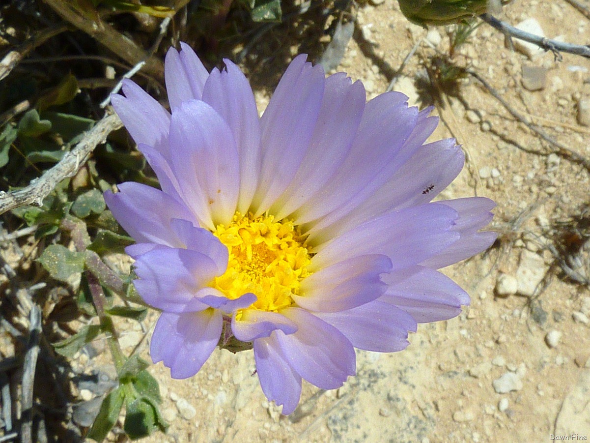 [Crystaltrail_0582.jpg]