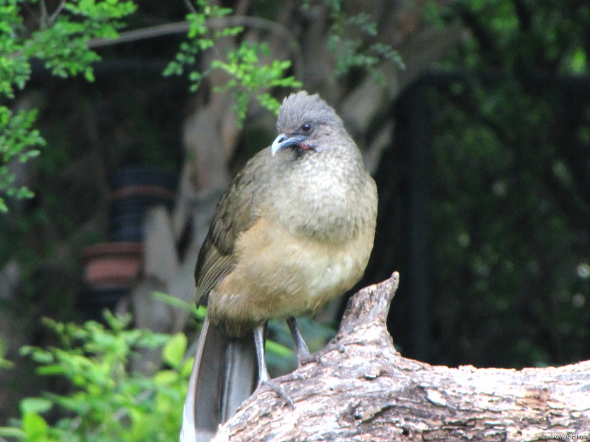 [Birding valley nature center_029[2].jpg]