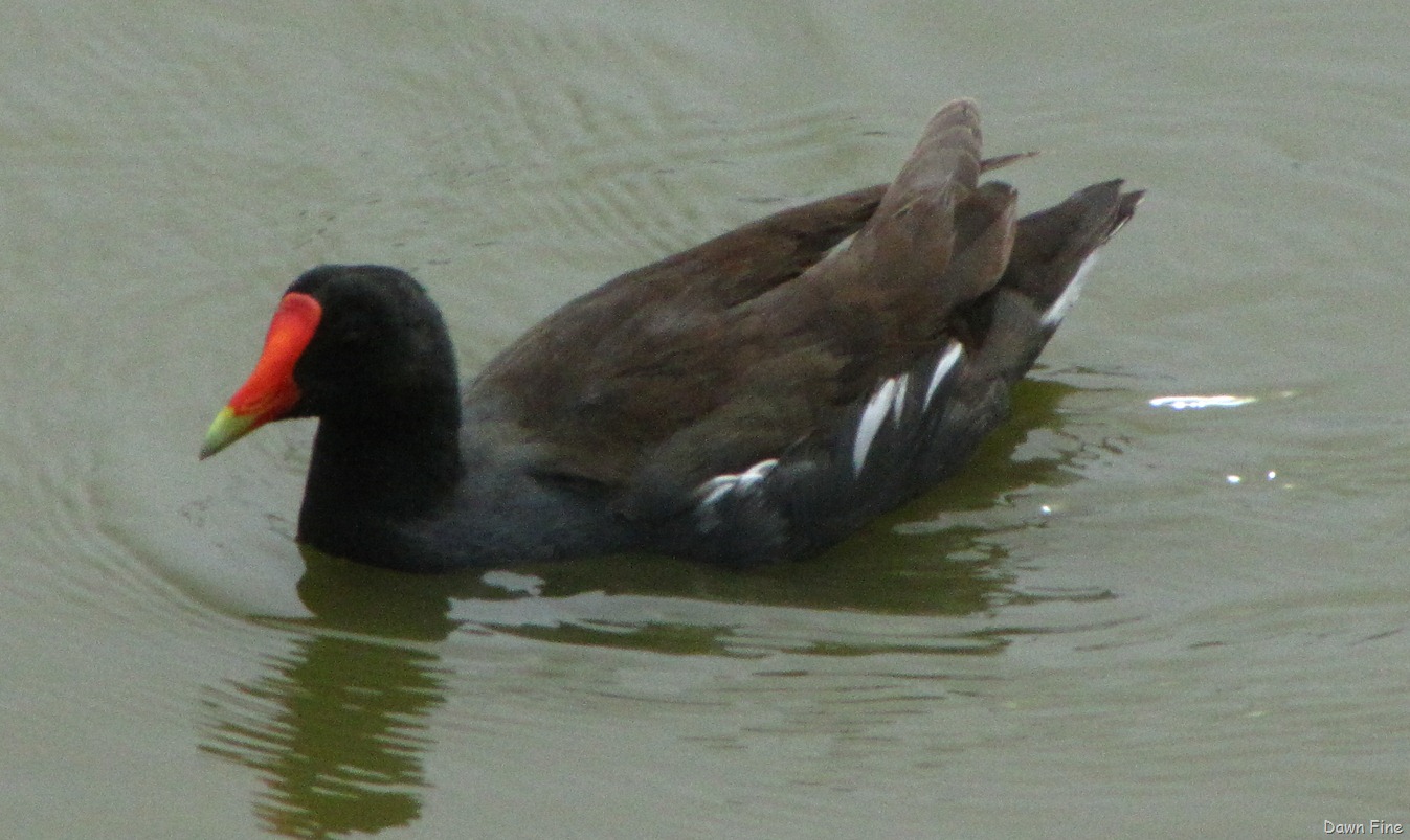 [PadreIslandbirding_1731.jpg]