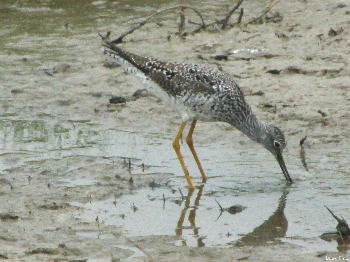 [PadreIslandbirding_1533.jpg]