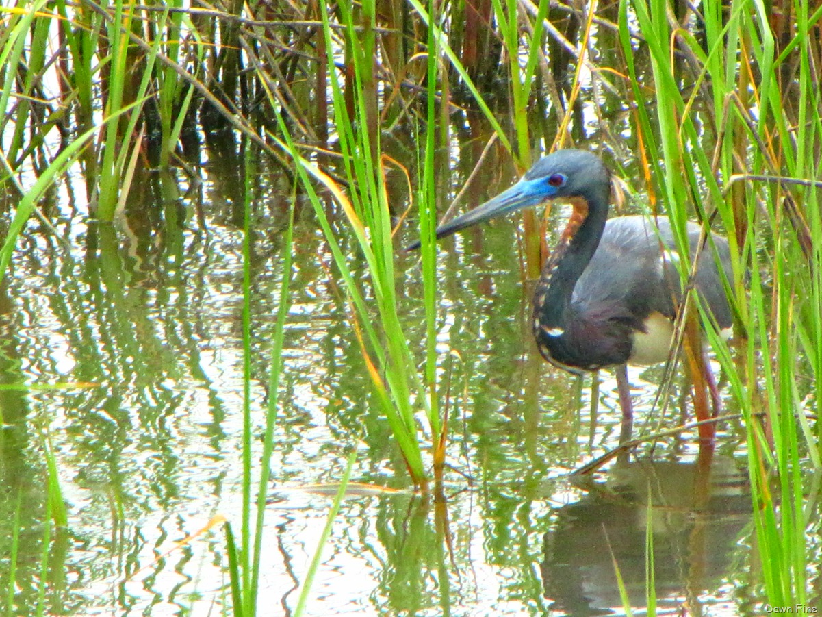 [PadreIslandbirding_0893.jpg]