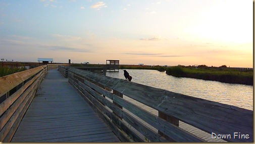 padre island fall out_019