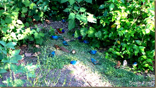 big sit birds_062 big sit birds_062