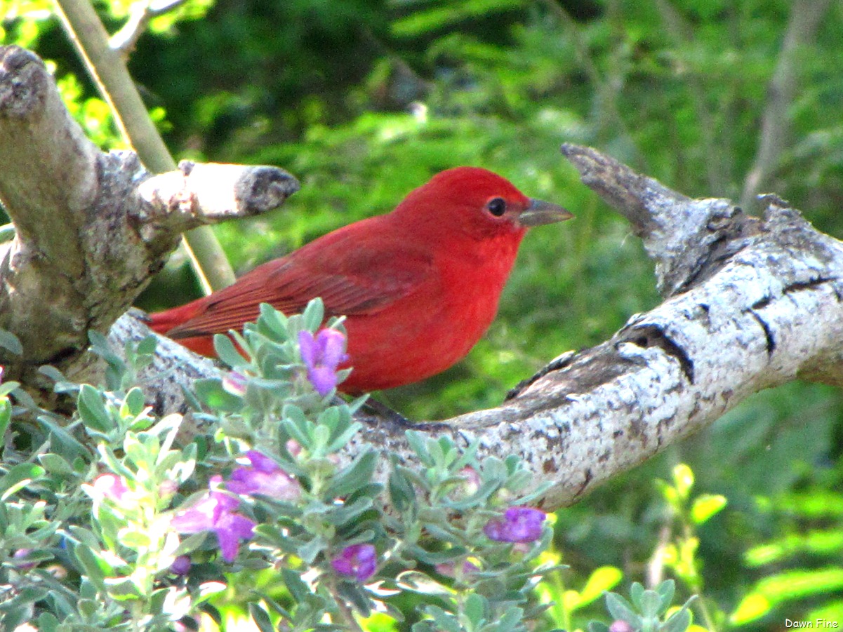 [bigsitbirds_03011.jpg]