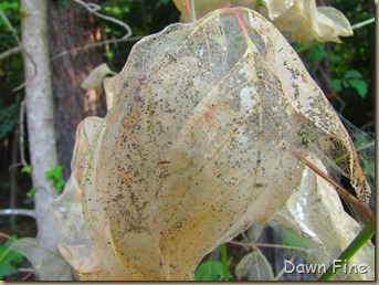 Pee Dee NWR_027