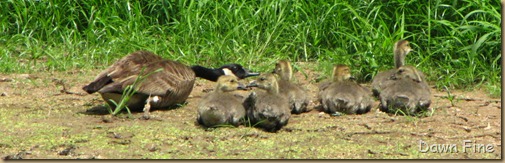 Pee Dee NWR_080