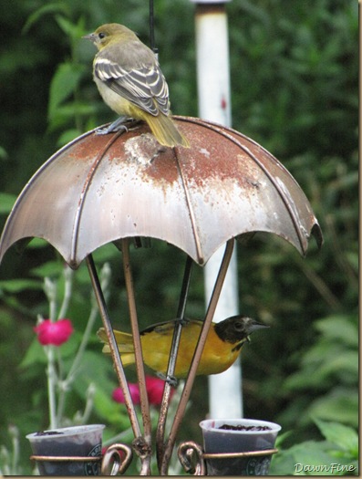 birds at feeder_20090623_004