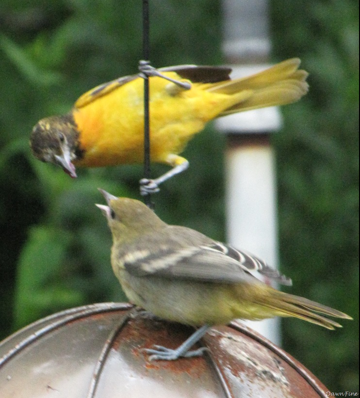 [birdsatfeeder_20090623_0078.jpg]