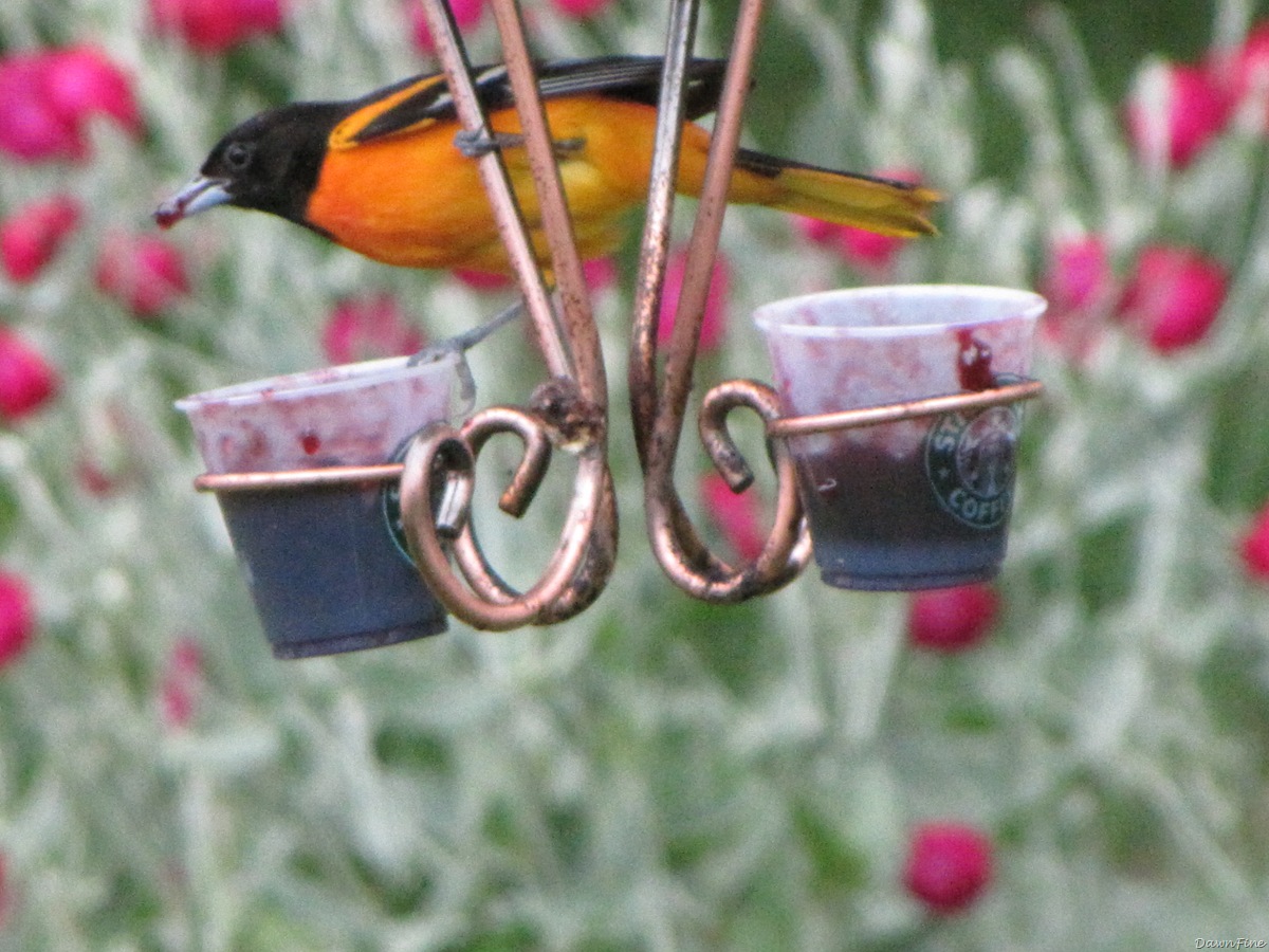 [birdsatfeeder_20090624_0402.jpg]