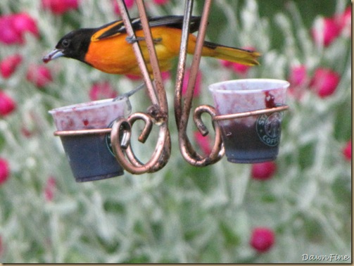 birds at feeder_20090624_040