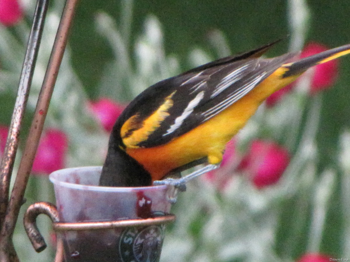 [birdsatfeeder_20090624_0502.jpg]