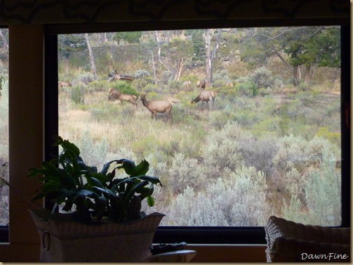 elk at campsite_20090902_003