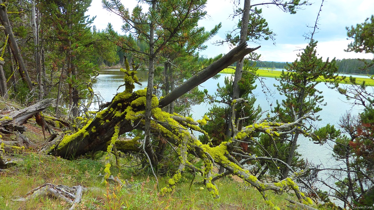 [Yellowstonedawns_20090906_0324.jpg]