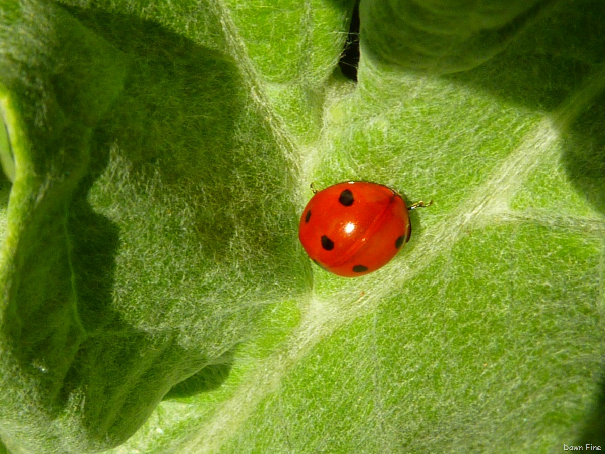 [UC Davis_033[3].jpg]