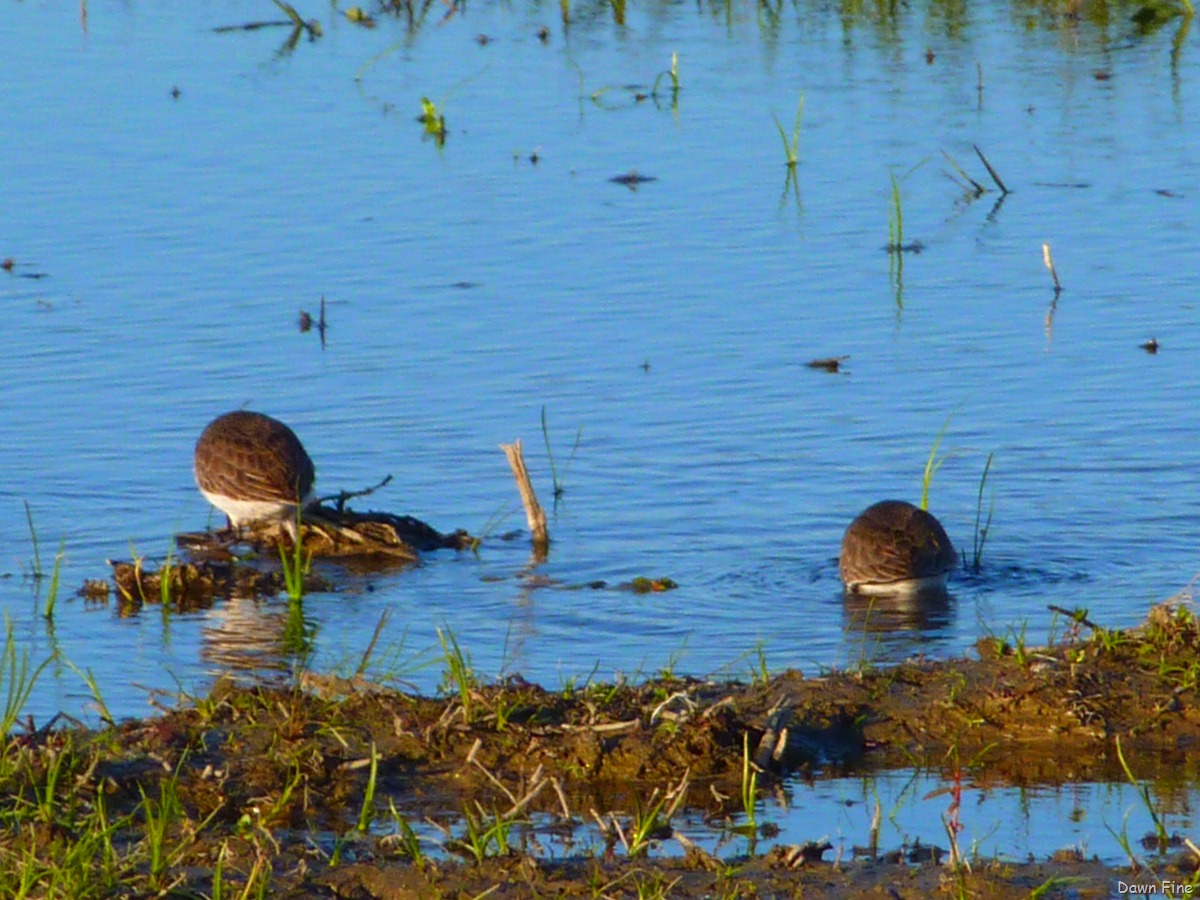 [UC Davis_041[3].jpg]