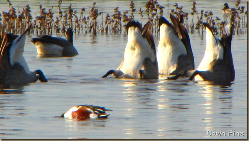 Consumnes birding_110 Consumnes birding_110