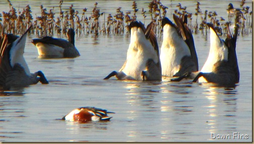 Consumnes birding_110