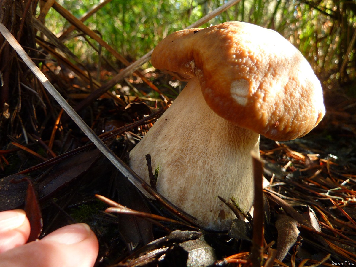 [mushroom foray_015[2].jpg]