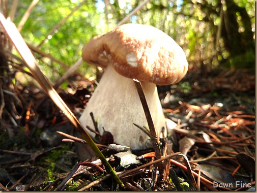 mushroom foray_016