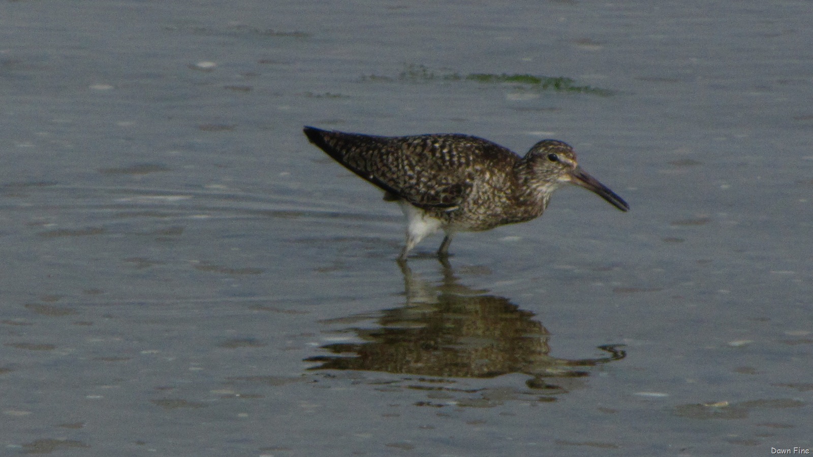 [southbeachbirding_0063.jpg]