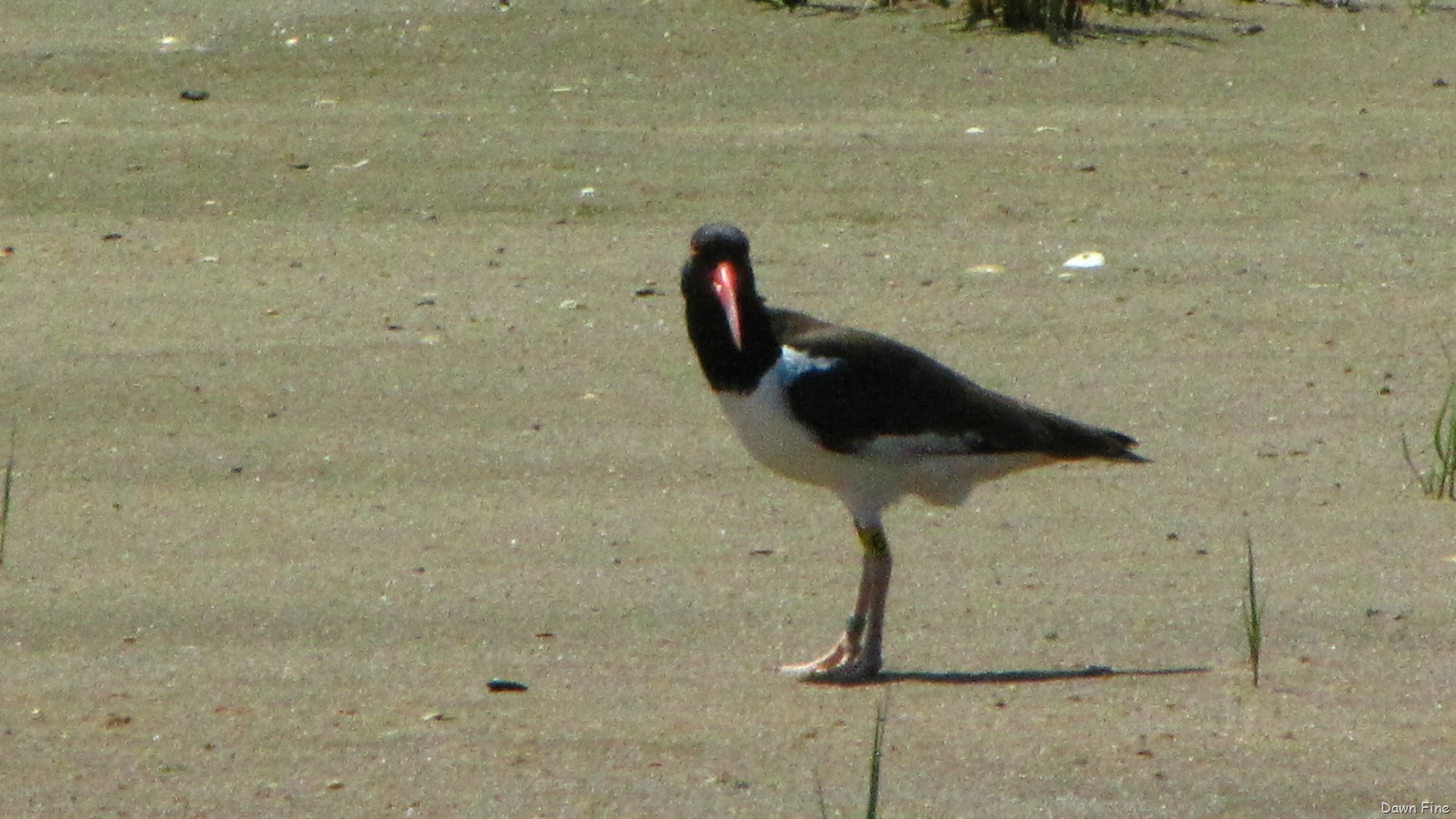 [southbeachbirding_0976.jpg]