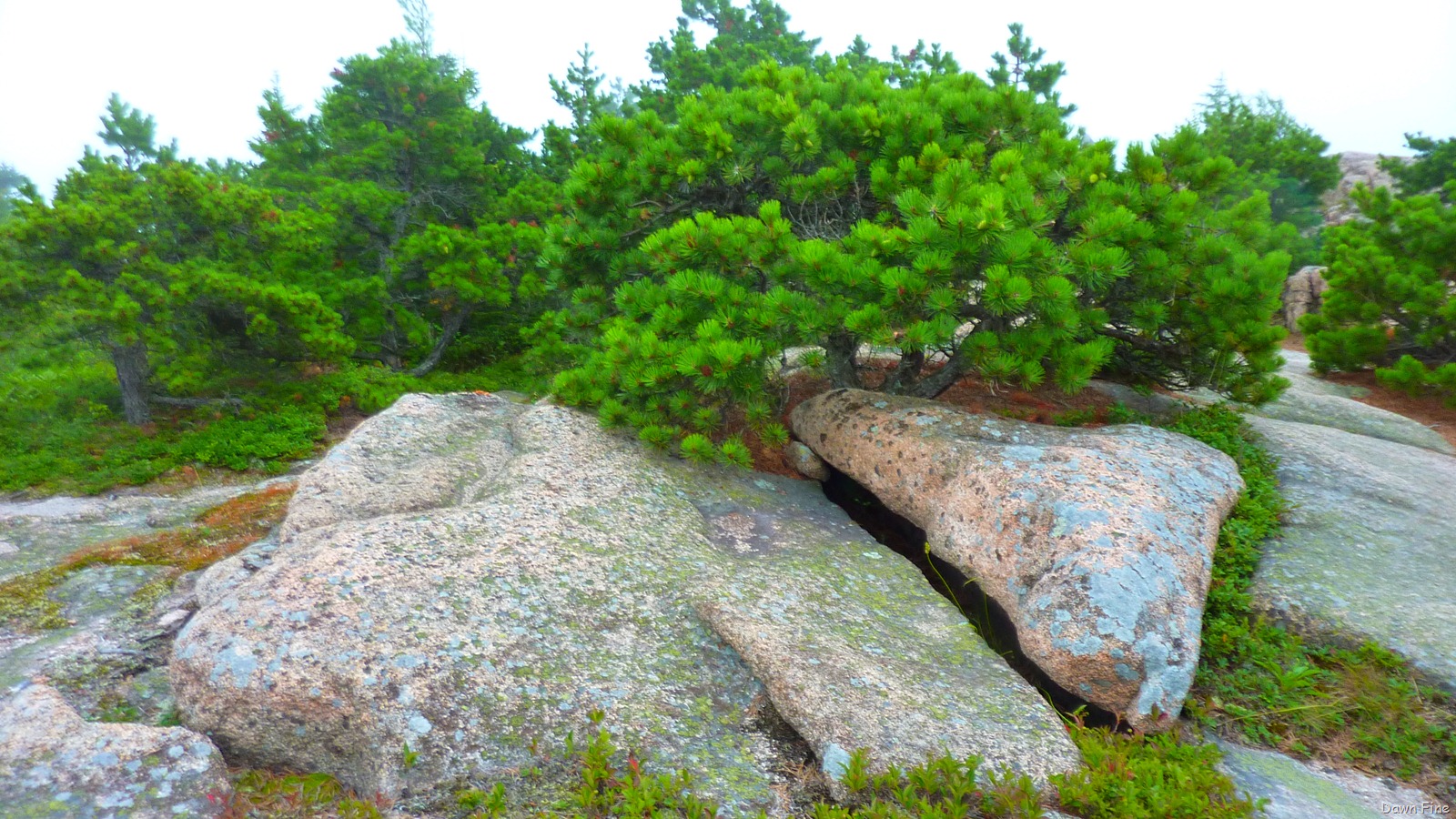 [Gorham mt hike_128.jpg]