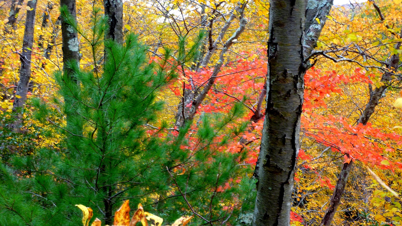 [Lantern Hill_011[3].jpg]