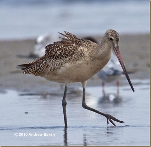 MarbledGodwit-4405