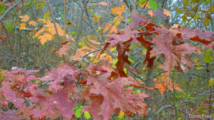 [Bluff point _041[9].jpg]