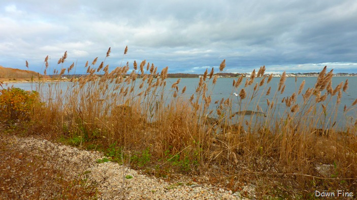 [Bluff point _044[4].jpg]