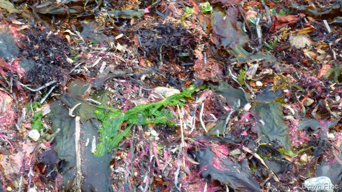 [Bluff point _051[4].jpg]