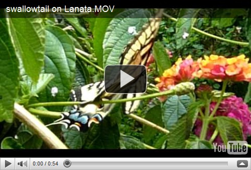 Swallowtail butterfly on Lantana