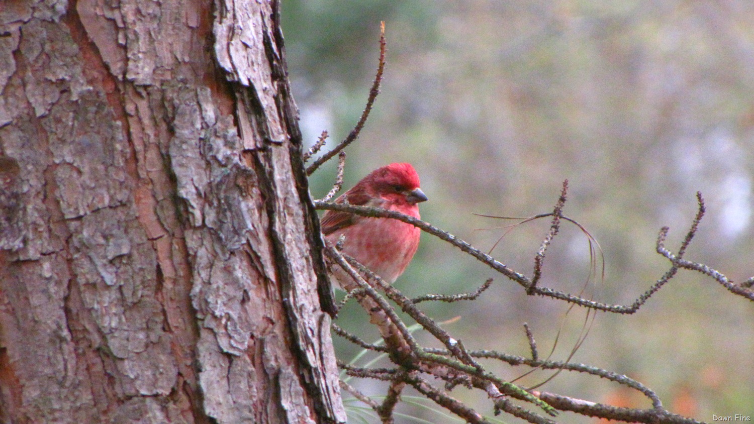 [Birds Carthage_036[8].jpg]