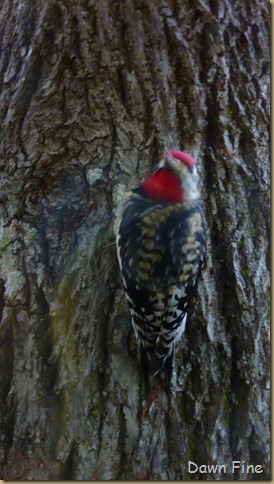 First Bird of the yearâ€¦