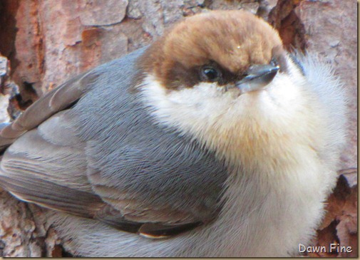 Birds and bark butter_054