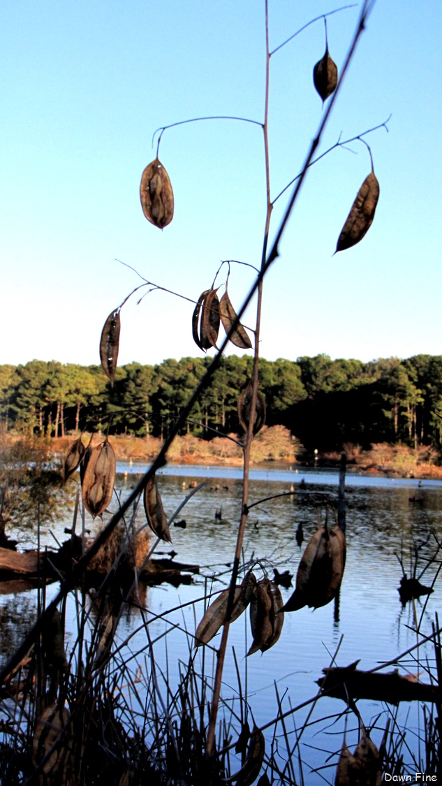 [Harris Neck NWR_049.jpg]