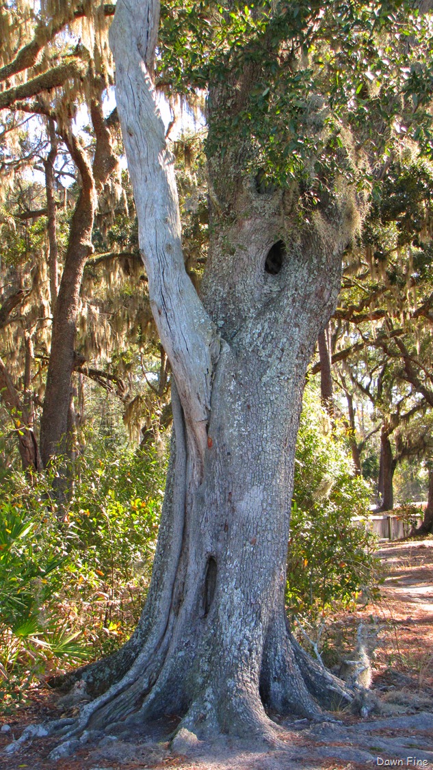 [harris-neck-nwr_07412.jpg]