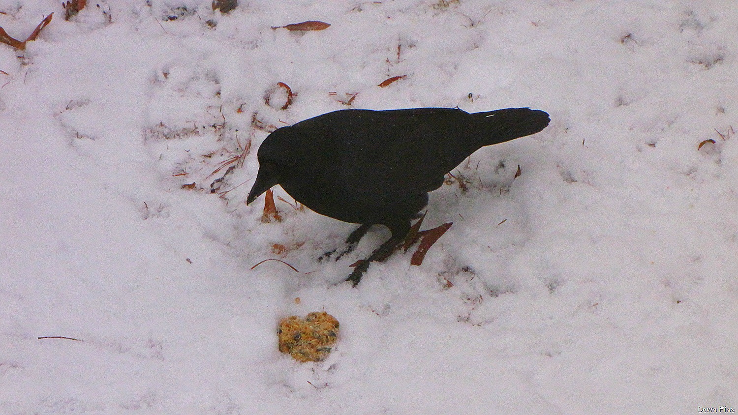 [Snowstorm_010[16].jpg]