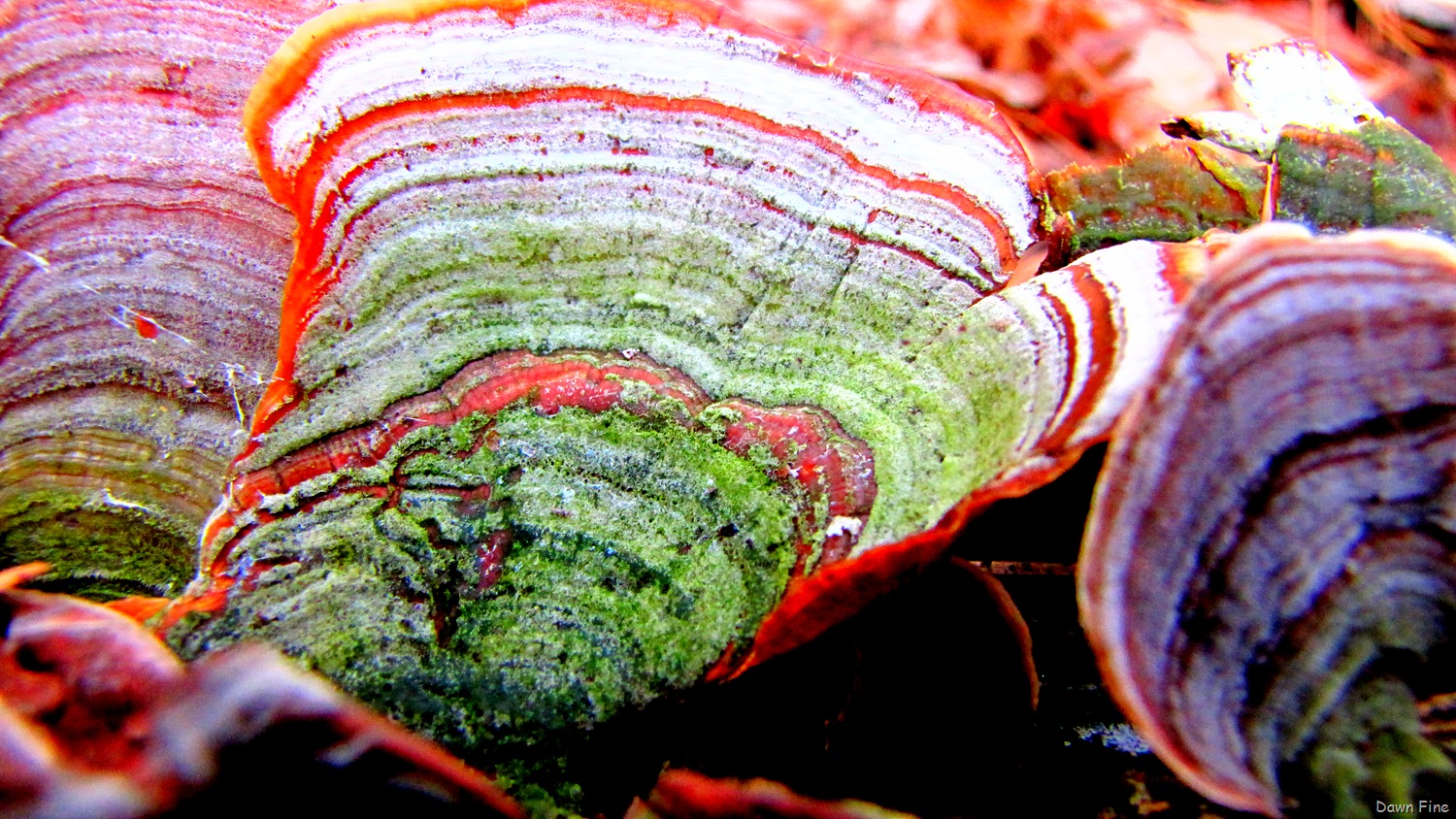 [Pee Dee_033[8].jpg]