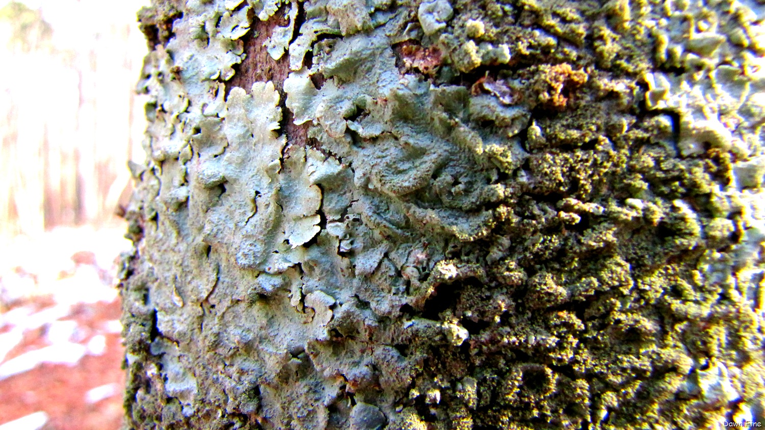 [Pee Dee_038[10].jpg]