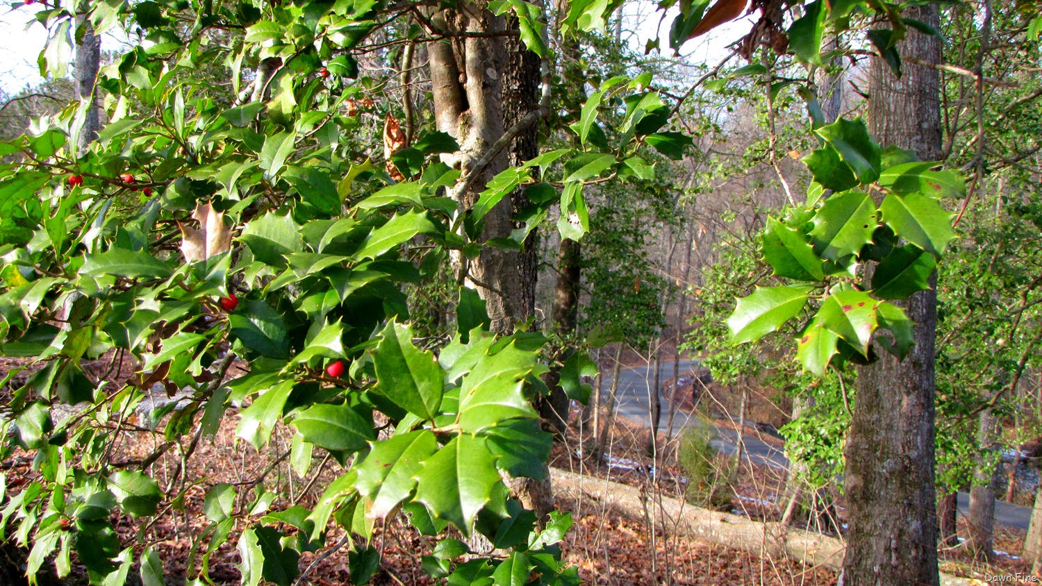 [Pee Dee_156[7].jpg]