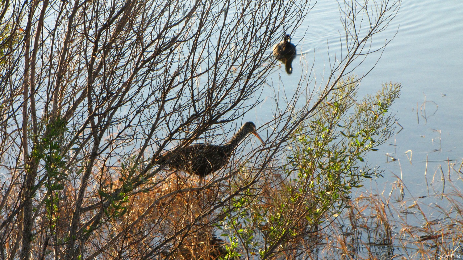 [Viera-wetlands_0253.jpg]