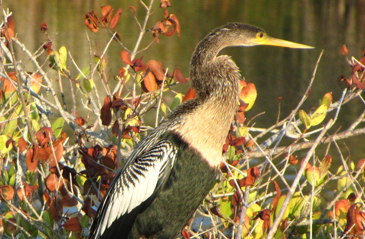 [Black Point drive, Gator road_070[6].jpg]