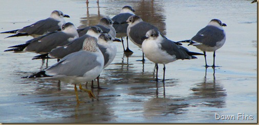 pond and gull fly in_161