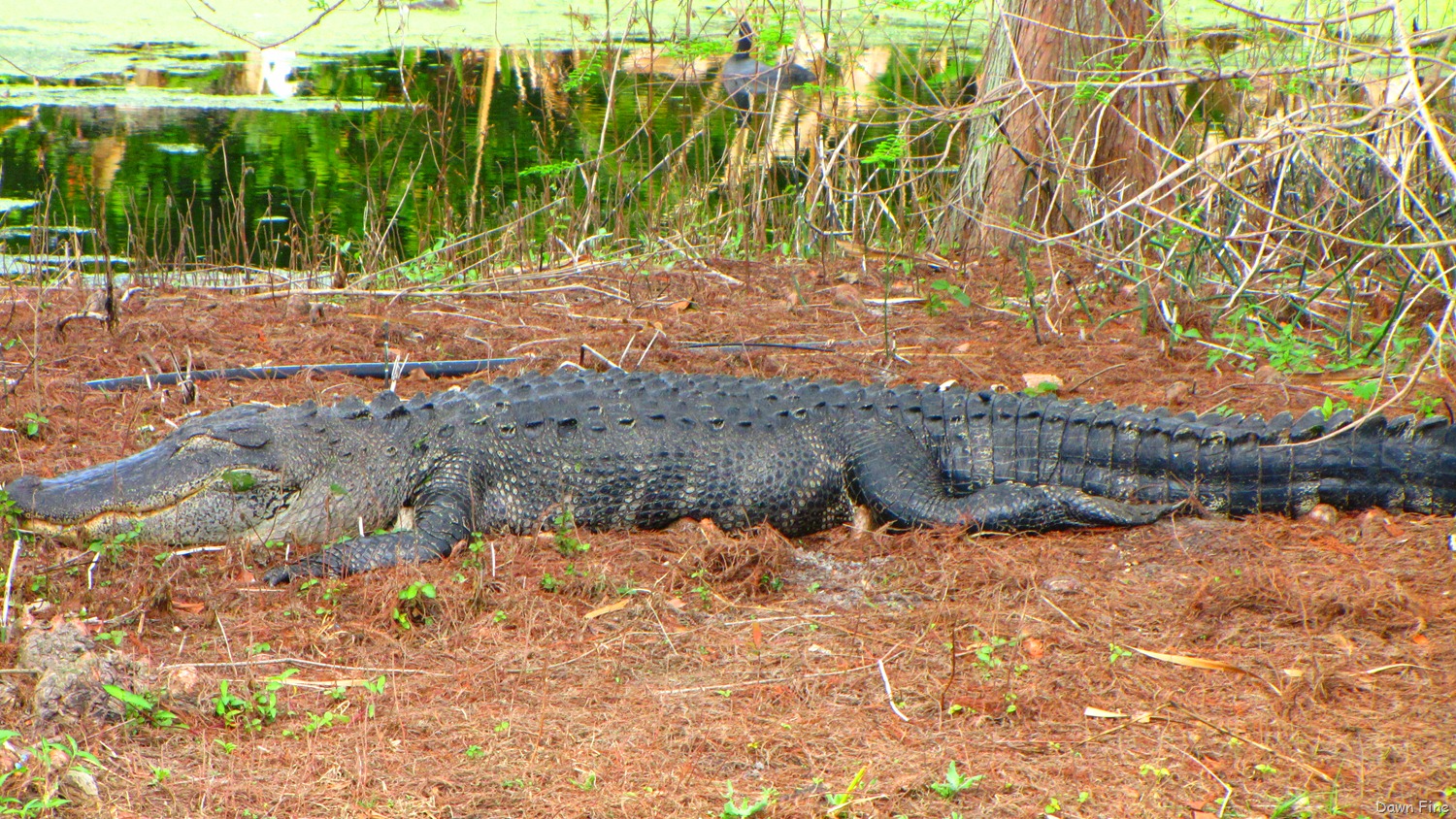 [Green Cay_150[4].jpg]