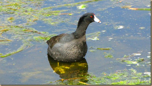 coot (6)