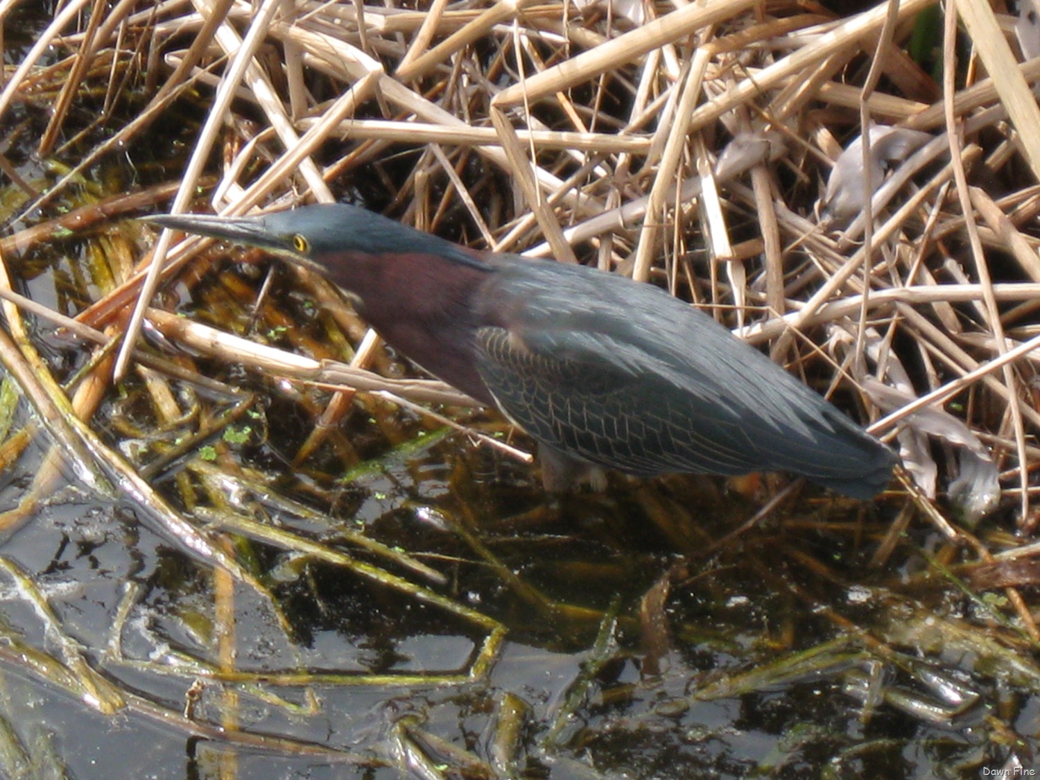 [Green heron jeffs[4].jpg]