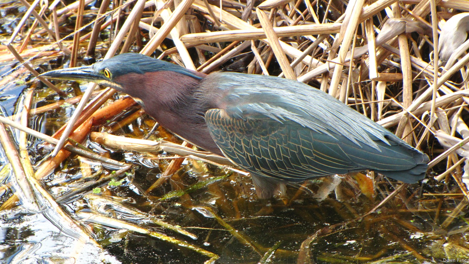[Green Heron (3)[5].jpg]
