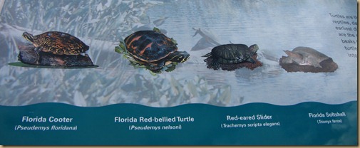 turtle sign